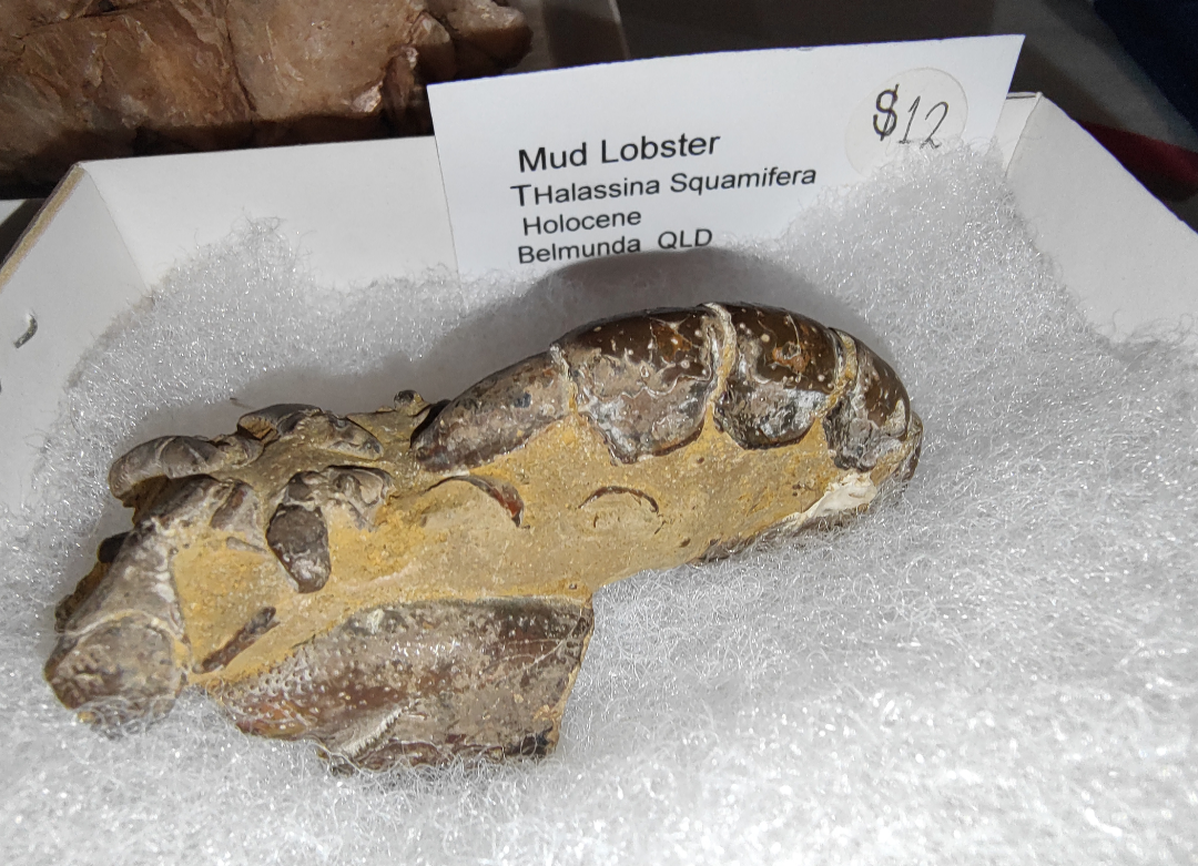 General : Label for the specimen