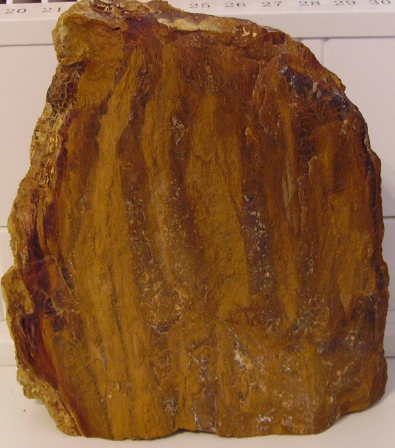 Details about   Parker CO Petrified Wood Around 15 Pieces **Fill A Small Priority Box** 