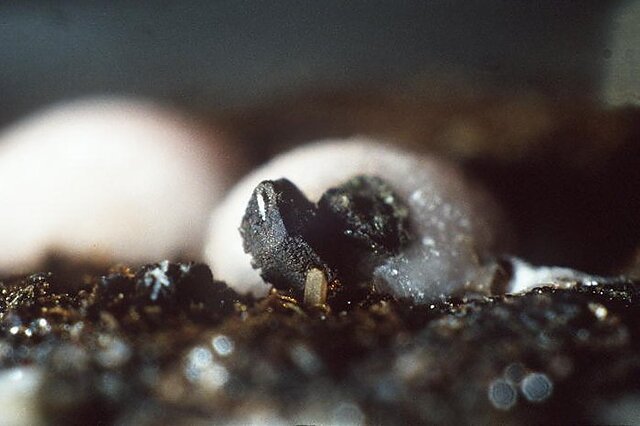 Alabandite, Rhodochrosite, Neotocite
