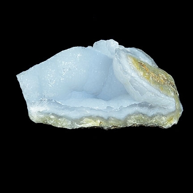 Southern blue 』 カノコダカラ貝 Southern blue 』 カノコダカラ貝