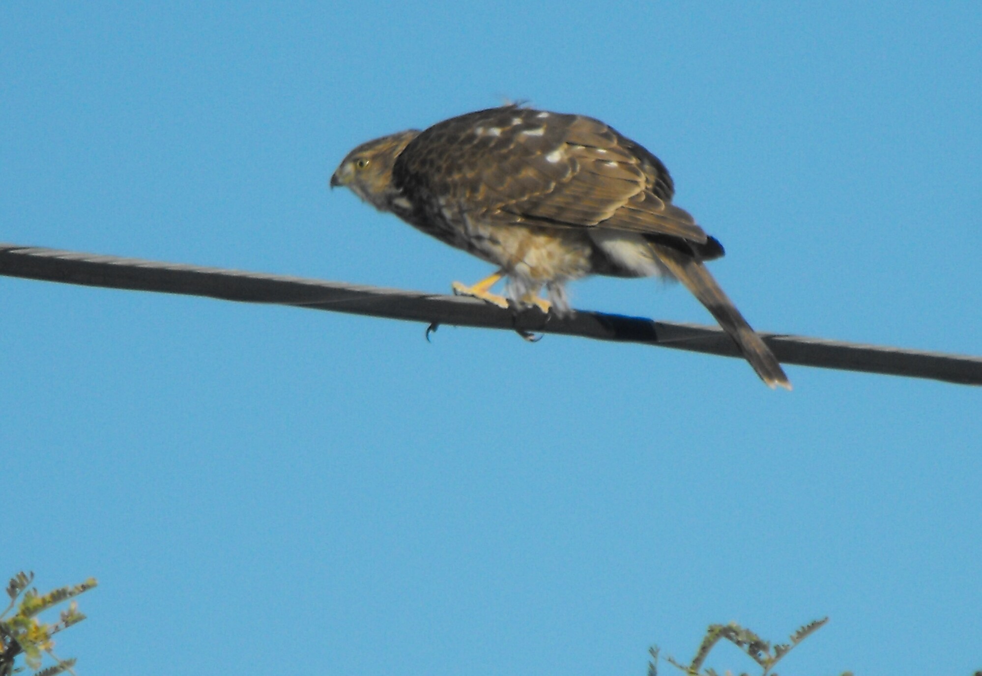 General : Nature Thread number 38