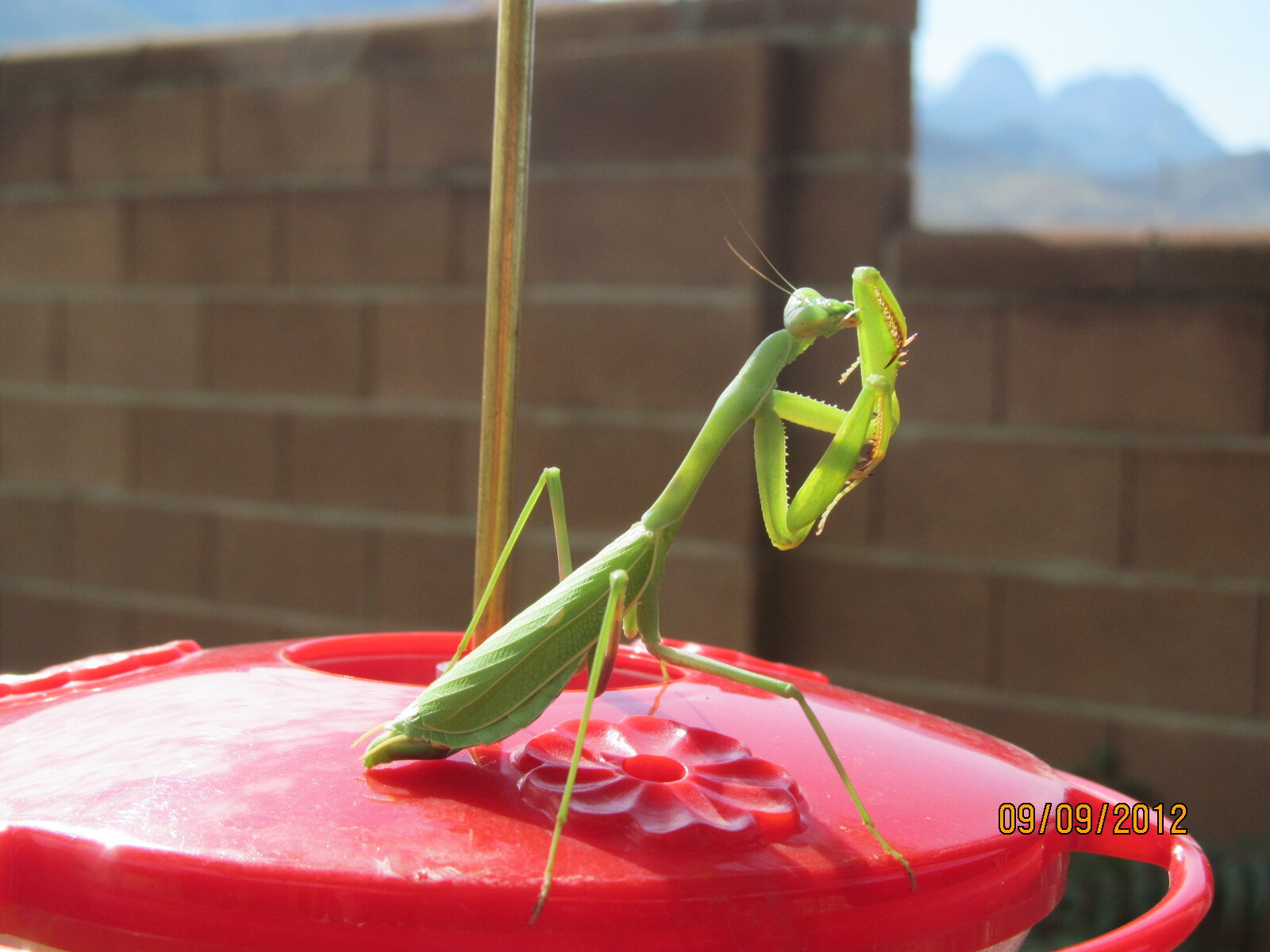 Tips To Protect Hummingbirds From Praying Mantises Lurking On Feeders, image size:1600x1200